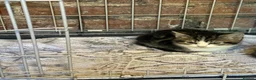 Mixed Breed cats for sale: Mixed breed X Mainecoon - Advert 2