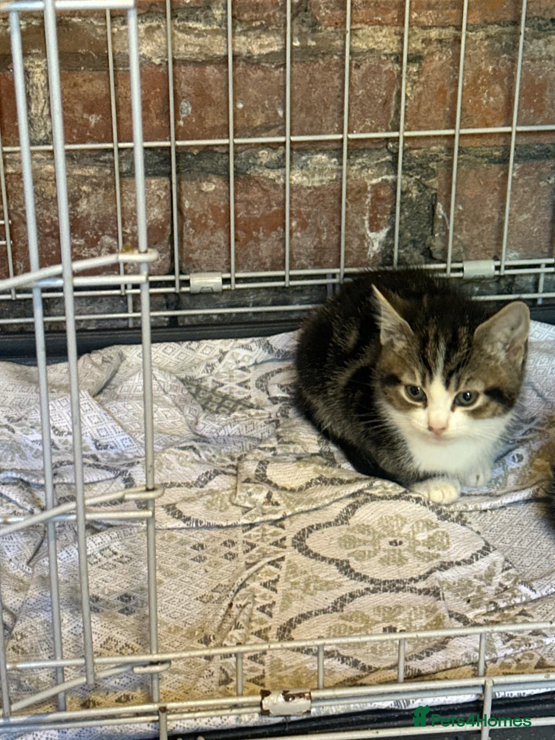 Mixed Breed cats for sale: Mixed breed X Mainecoon - Advert 2