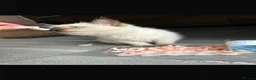 Ragdoll cats for sale: Ragdoll kittens  - Advert 11