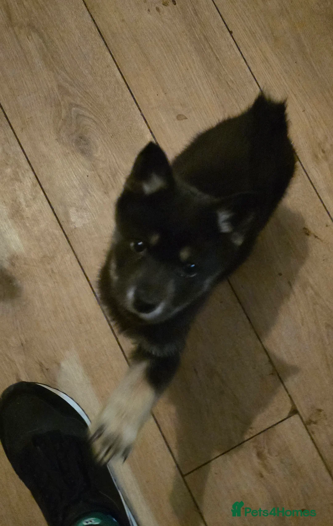 Mixed Breed dogs for sale: Adorable Merle Chowski's for sale  - Advert 38