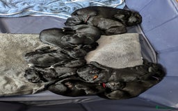 Springador dogs for sale: Springador puppies  - Image 1