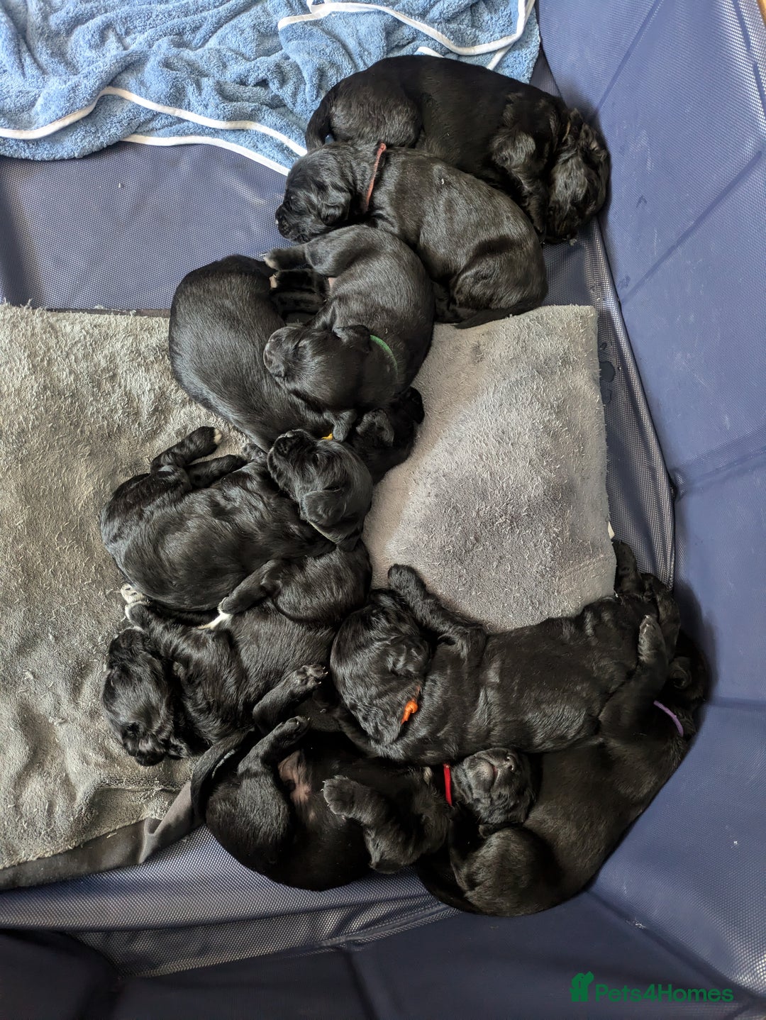 Springador dogs for sale: Springador puppies  - Image 1