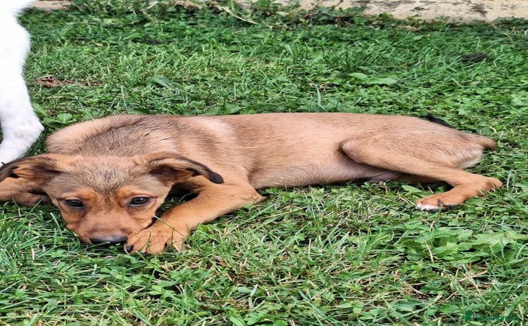 Mixed Breed dogs - Advert 13