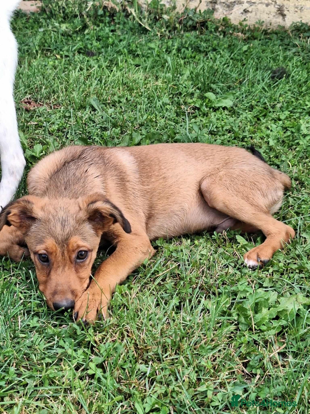 Mixed Breed dogs for adoption: Chase for adoption - Image 1