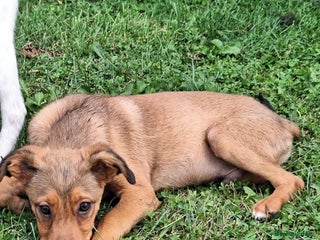 Mixed Breed dogs - Advert 28
