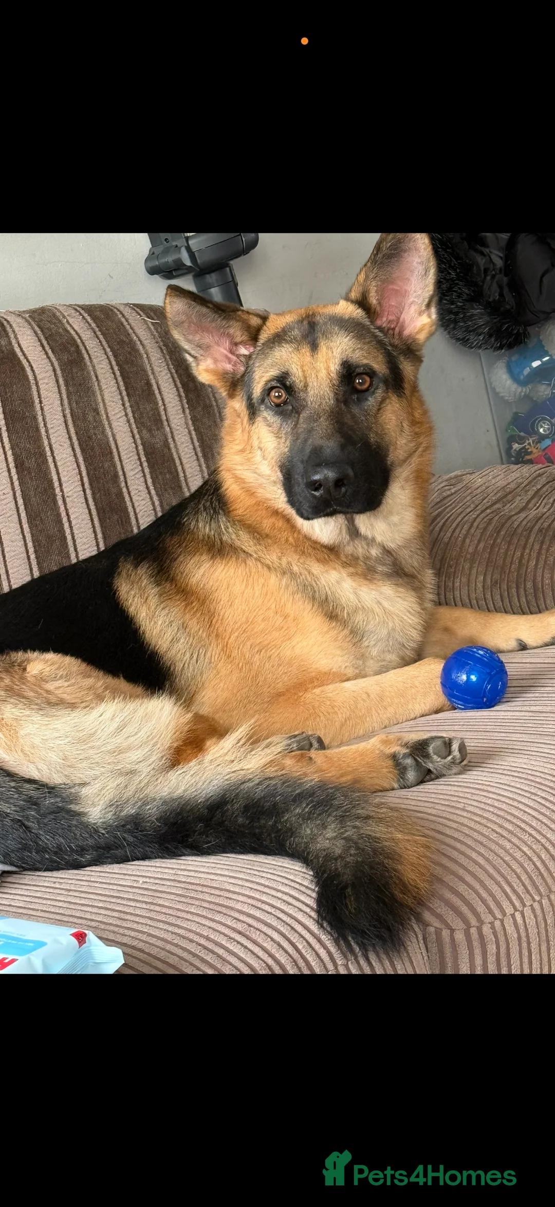German Shepherd dogs for sale: Male 1 year old German shepherd  - Advert 2