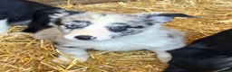 Border Collie dogs for sale: 7 beautiful border collie pups  in Newtown - Advert 8