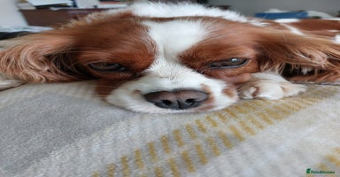 Cavalier King Charles Spaniel dogs - Advert 13
