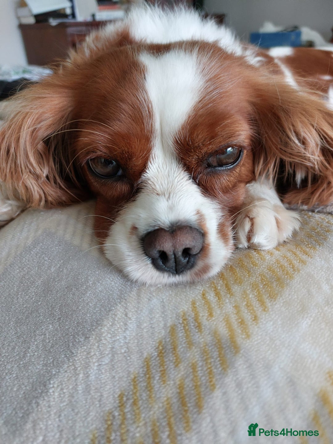 Cavalier King Charles Spaniel dogs for sale: Outstanding Cavalier King Charles Puppies  - Image 2