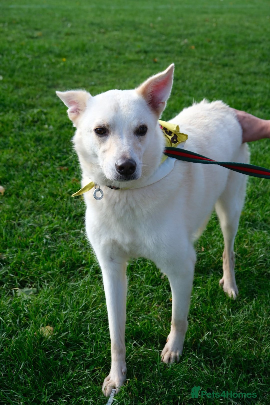 Mixed Breed dogs for adoption: Buddy - Norwich Norfolk  - Image 29