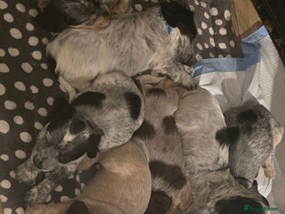 Sprocker dogs Cocker spaniel puppies - Advert 1