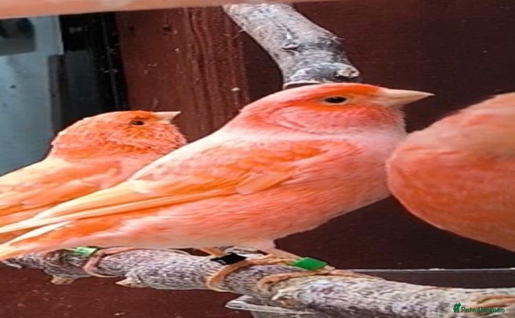 Canaries birds - Advert 2