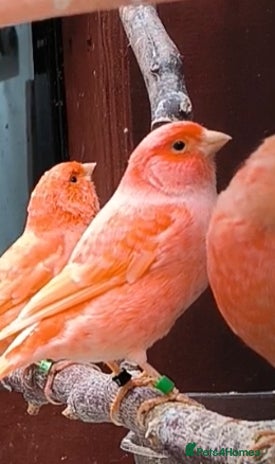 Canaries birds - Advert 2