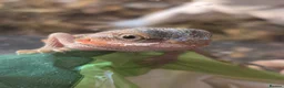 Bearded Dragon reptiles for sale: Healthy well started Baby Bearded Dragons  - Advert 1