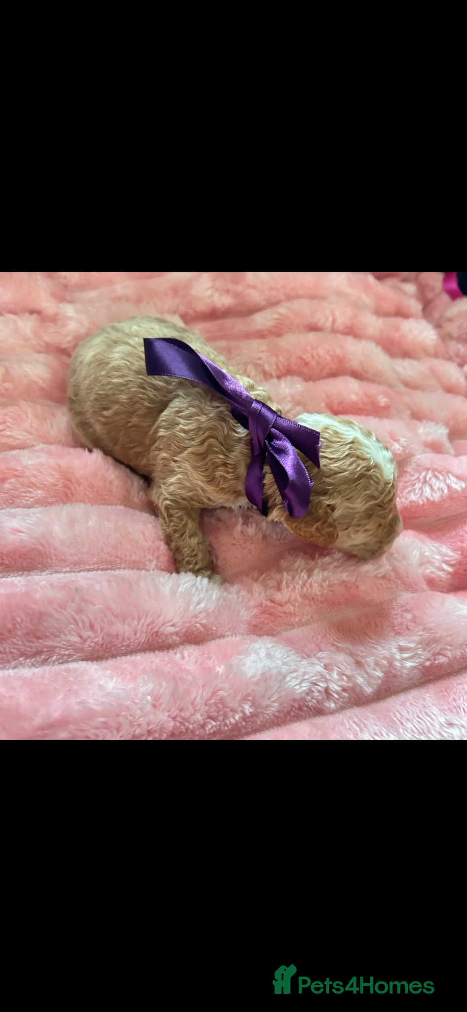 Miniature Poodle dogs for sale: ⭐️⭐️ stunning miniature poodle puppies ⭐️⭐️ - Advert 8
