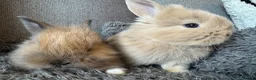 Mixed Breed rabbits for sale: Double maned lion head/ plush bunnies 💕 - Advert 2
