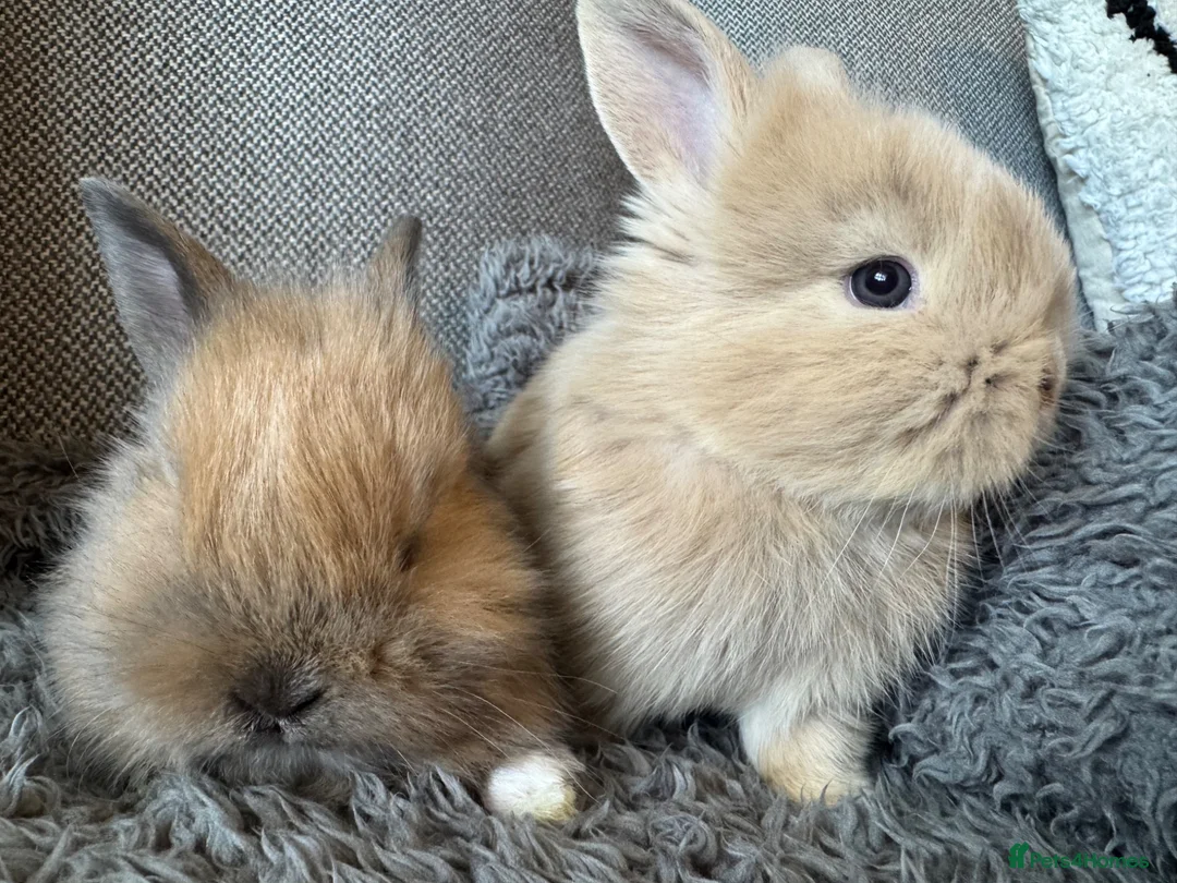 Mixed Breed rabbits for sale: Double maned lion head/ plush bunnies 💕 - Advert 2