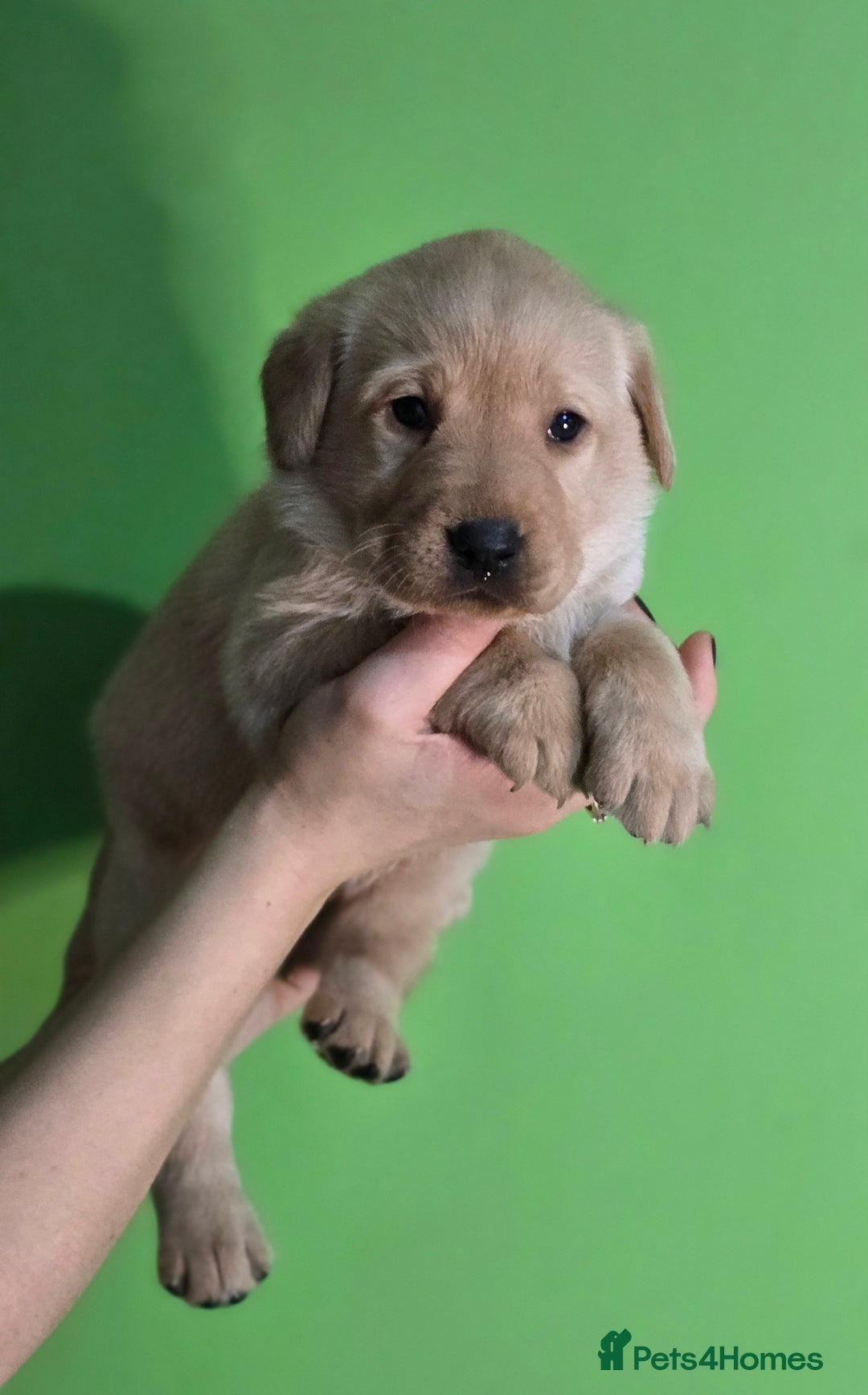 Labrador Retriever dogs for sale: Labrador puppies - Advert 5