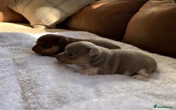 Jack Russell dogs for sale: Gorgeous Miniature Jack Russell Puppies For Sale - Image 21