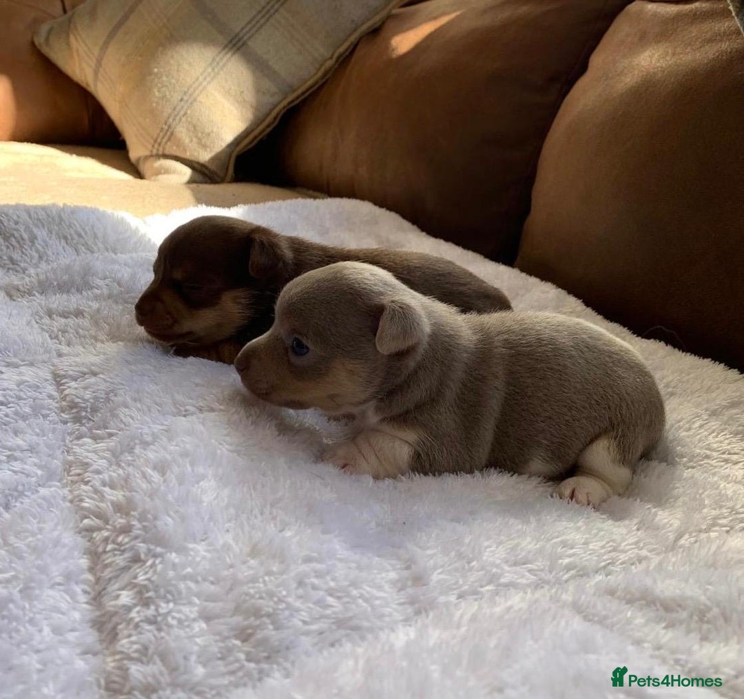Jack Russell dogs for sale: Gorgeous Miniature Jack Russell Puppies For Sale - Image 21