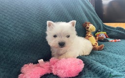 West Highland Terrier dogs for sale: KC registered west highland white puppues - Image 5