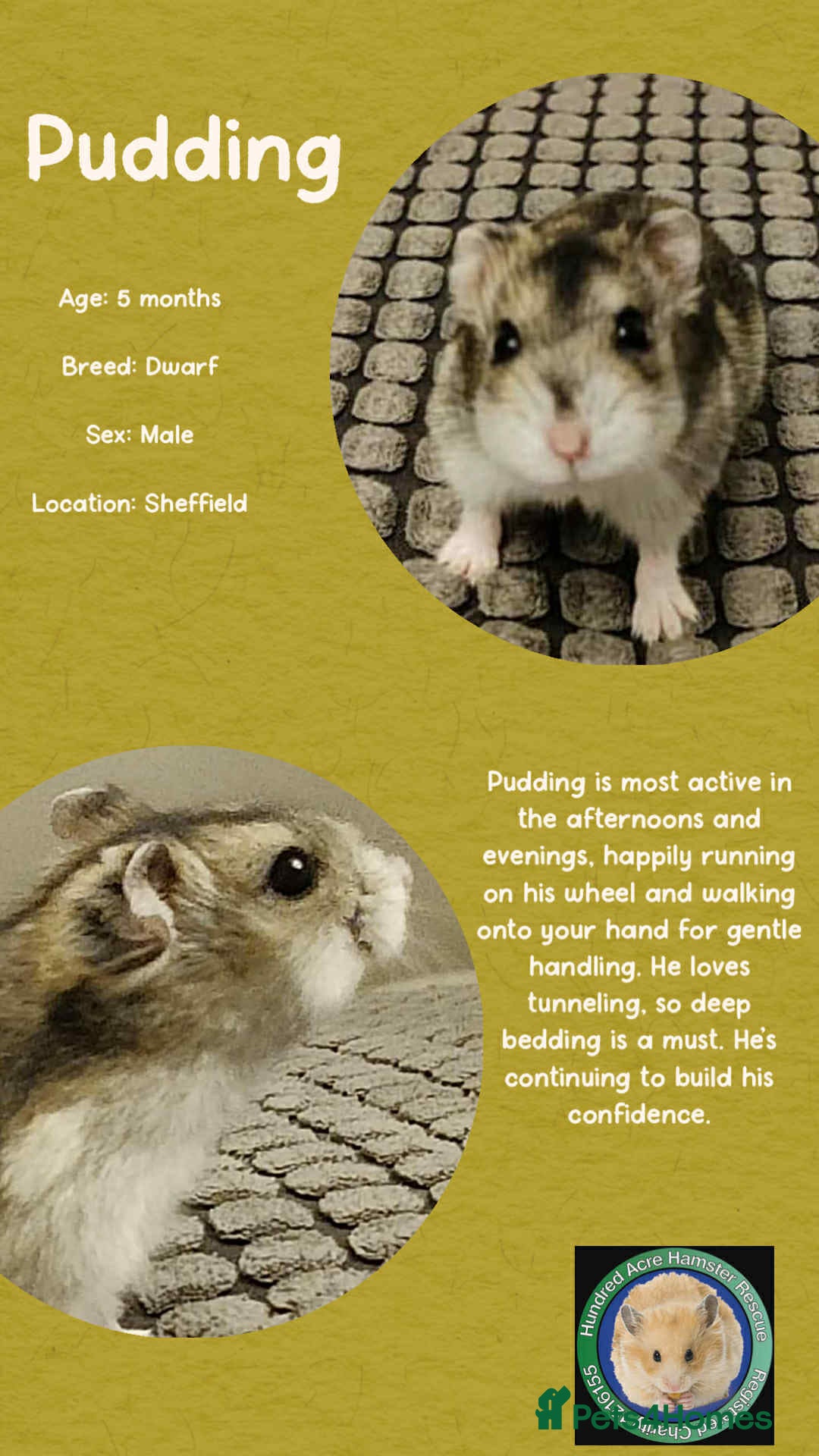 Hamster rodents for sale: Hamster  - Advert 5