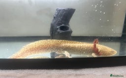 Axolotl reptiles for sale: Pair of Axolotls male and female with tank - Image 3