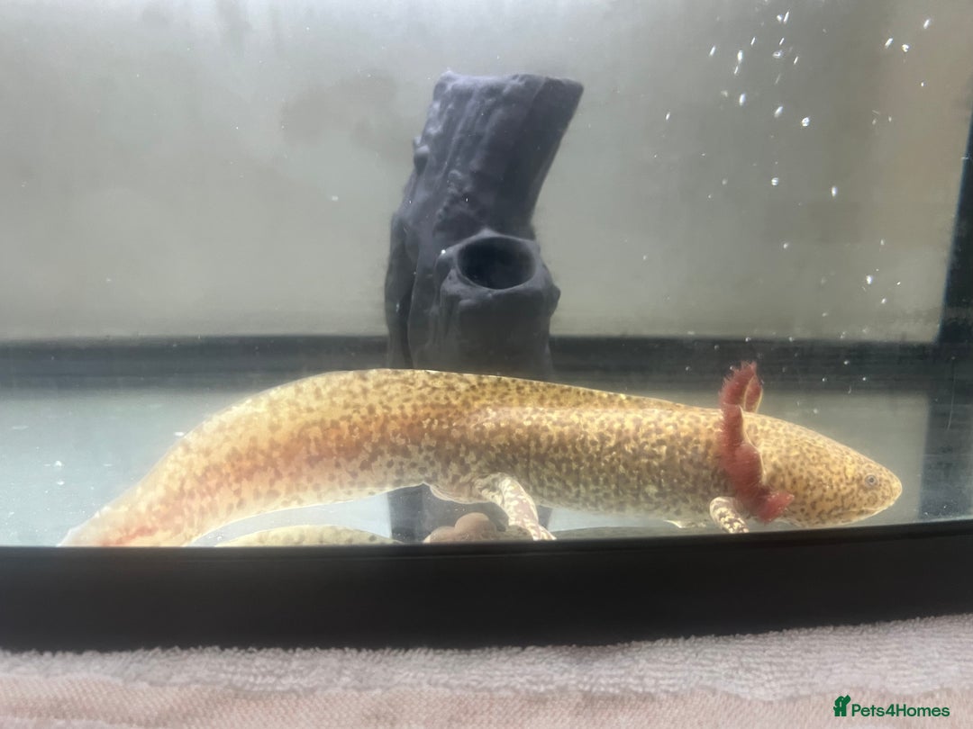 Axolotl reptiles for sale: Pair of Axolotls male and female with tank - Image 3