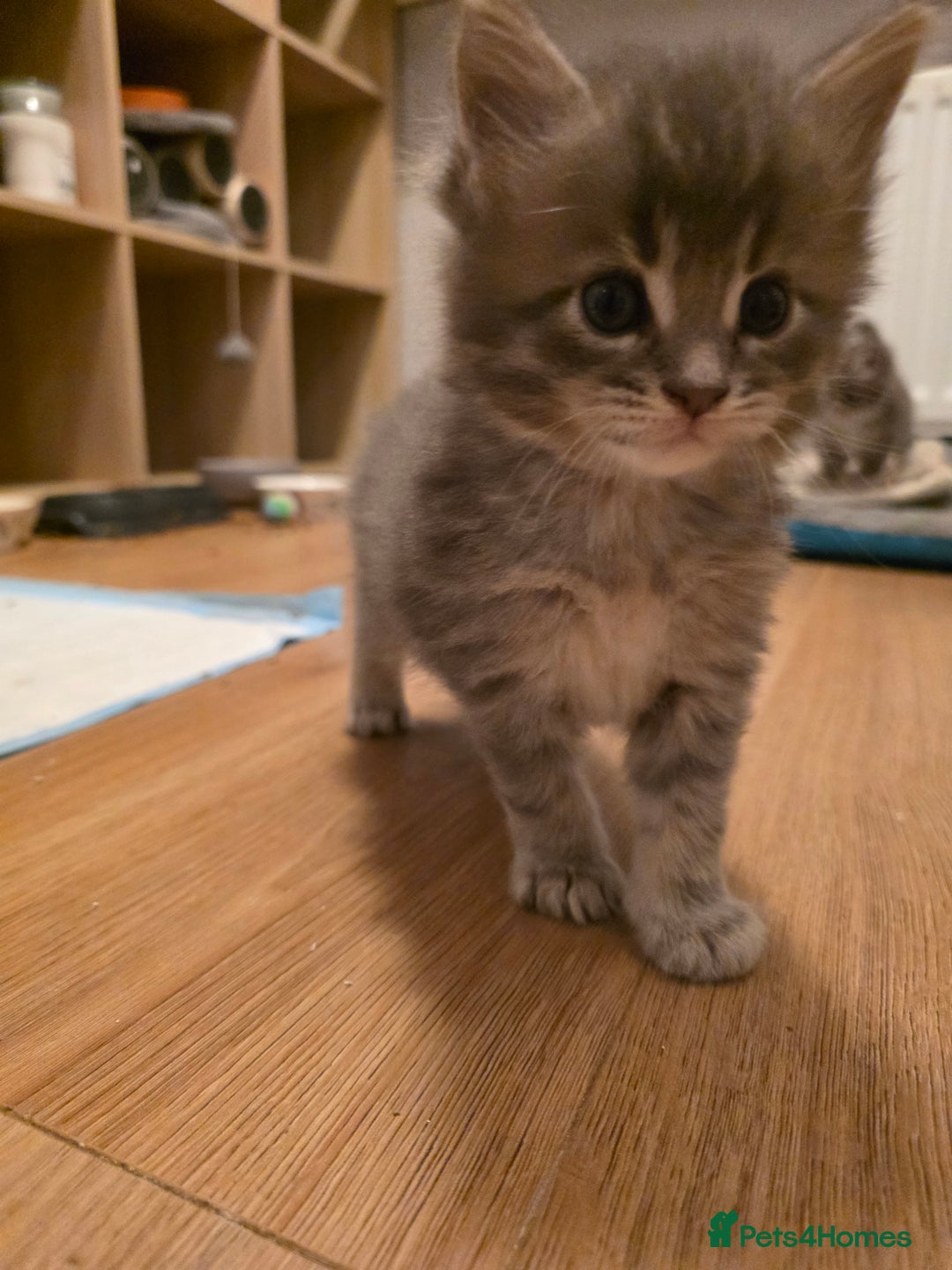 Maine Coon cats for sale: Beautiful Maine Coon Kittens 4 boys/2girl  - Advert 36