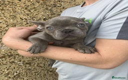 French Bulldog dogs for sale: Beautiful French bulldog puppies  - Image 2