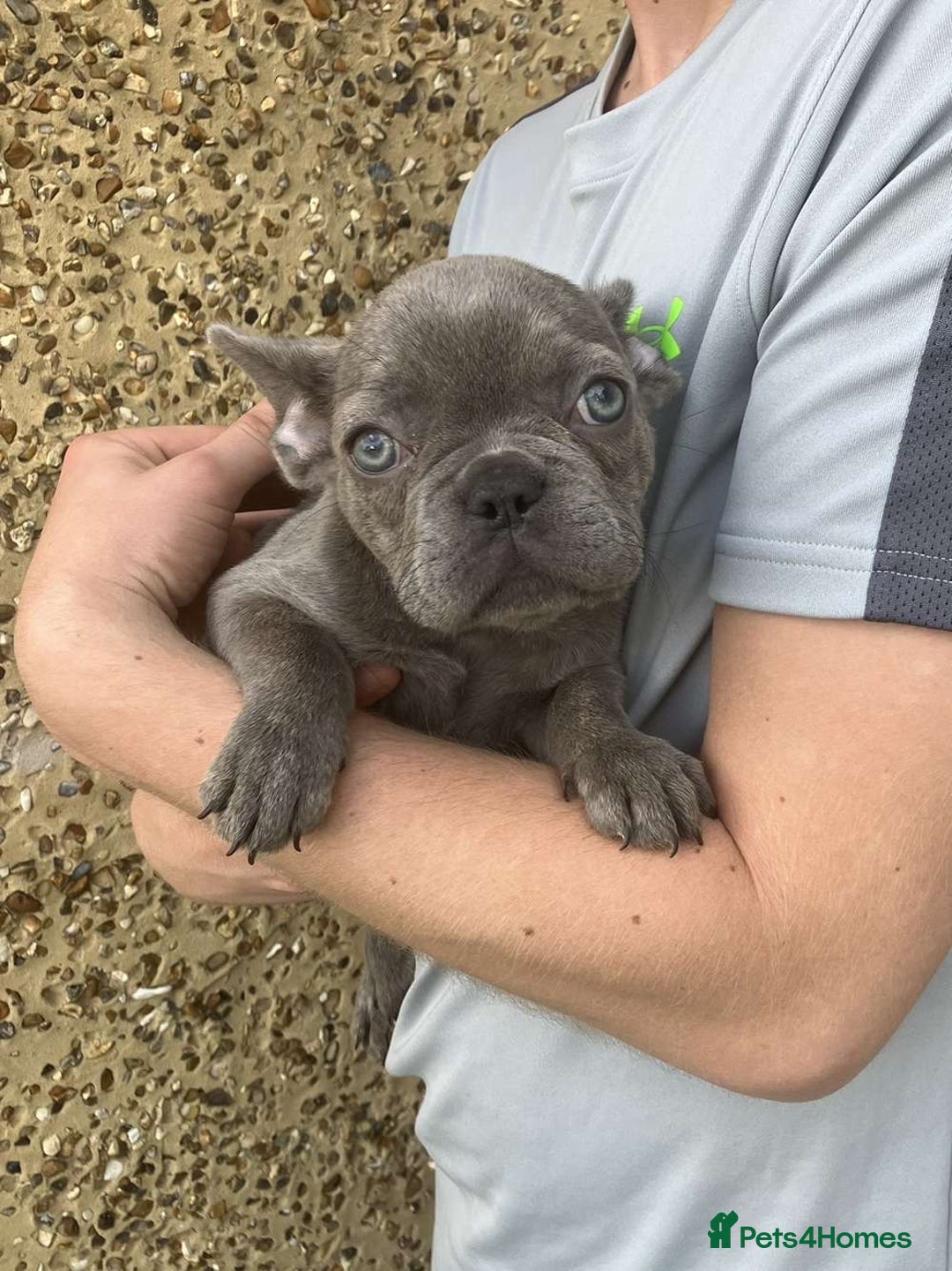 French Bulldog dogs for sale: Beautiful French bulldog puppies  - Image 2