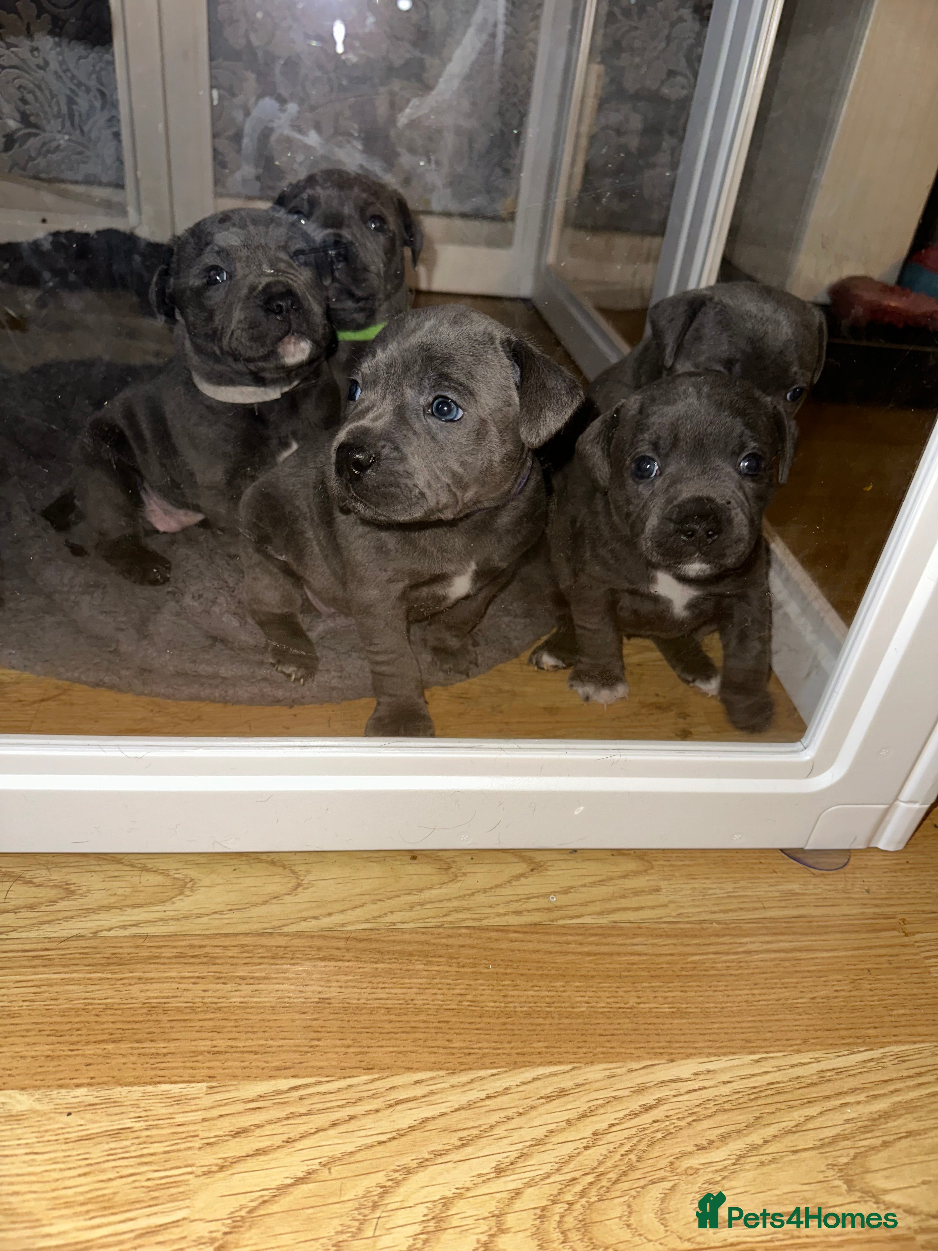 Staffordshire Bull Terrier dogs Kc Registered Blue staff Puppies For Sale London - Advert 16