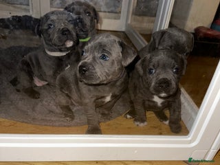Staffordshire Bull Terrier dogs Kc Registered Blue staff Puppies For Sale London - Advert 9