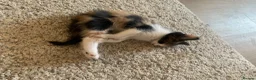 Mixed Breed cats for sale: Ready to go. Two girls and a boy Kuril bobtail mix - Advert 5