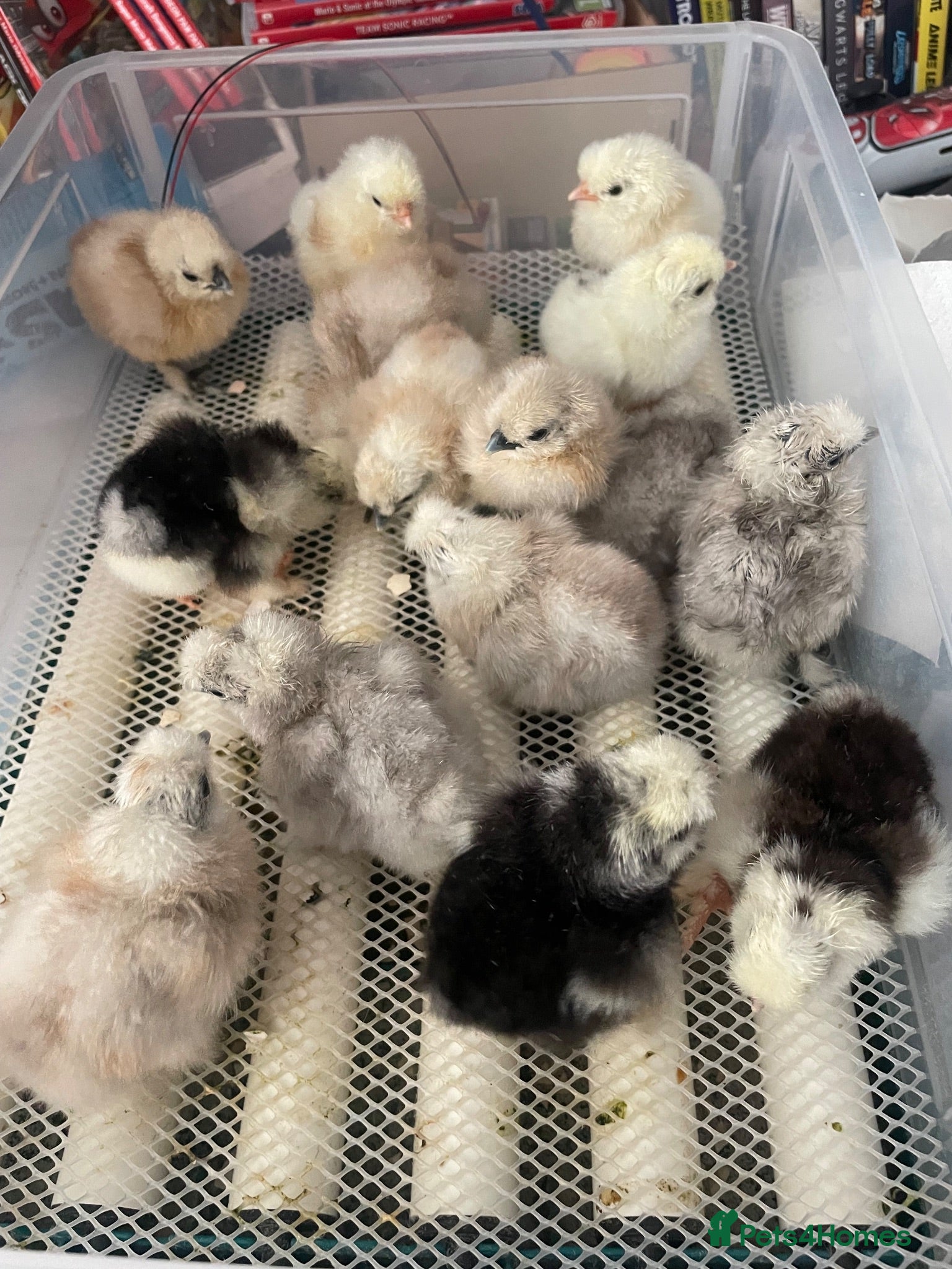 Chickens poultry Day old silkie chicks  - Advert 2