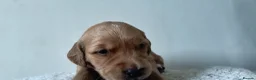 Golden Retriever dogs for sale: KC Registered Golden Retriever Pups Ready 7th June - Advert 13