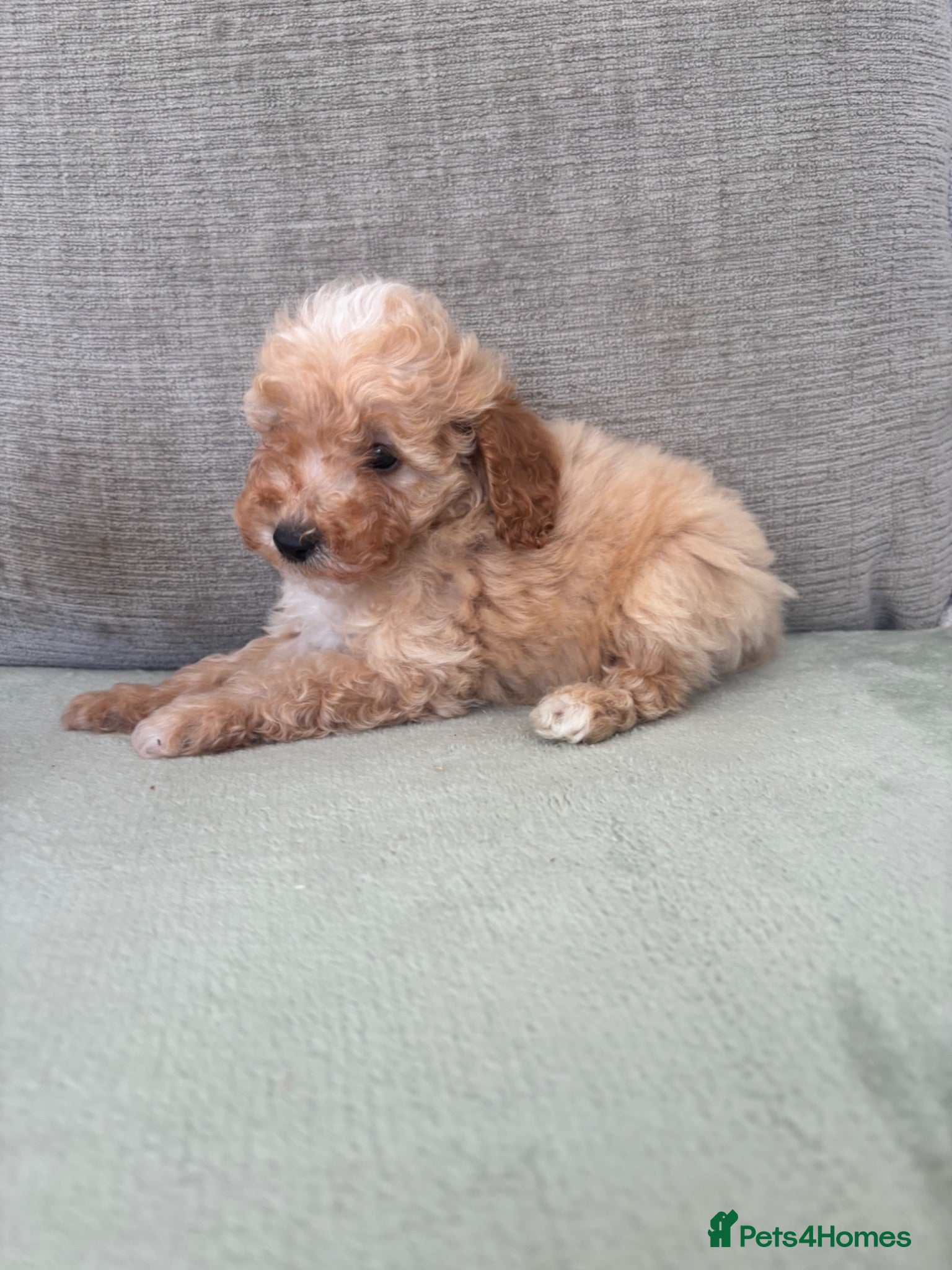 Cockapoo dogs F1b cockapoo puppy’s  - Advert 1