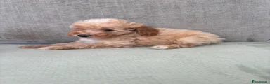 Cockapoo 2