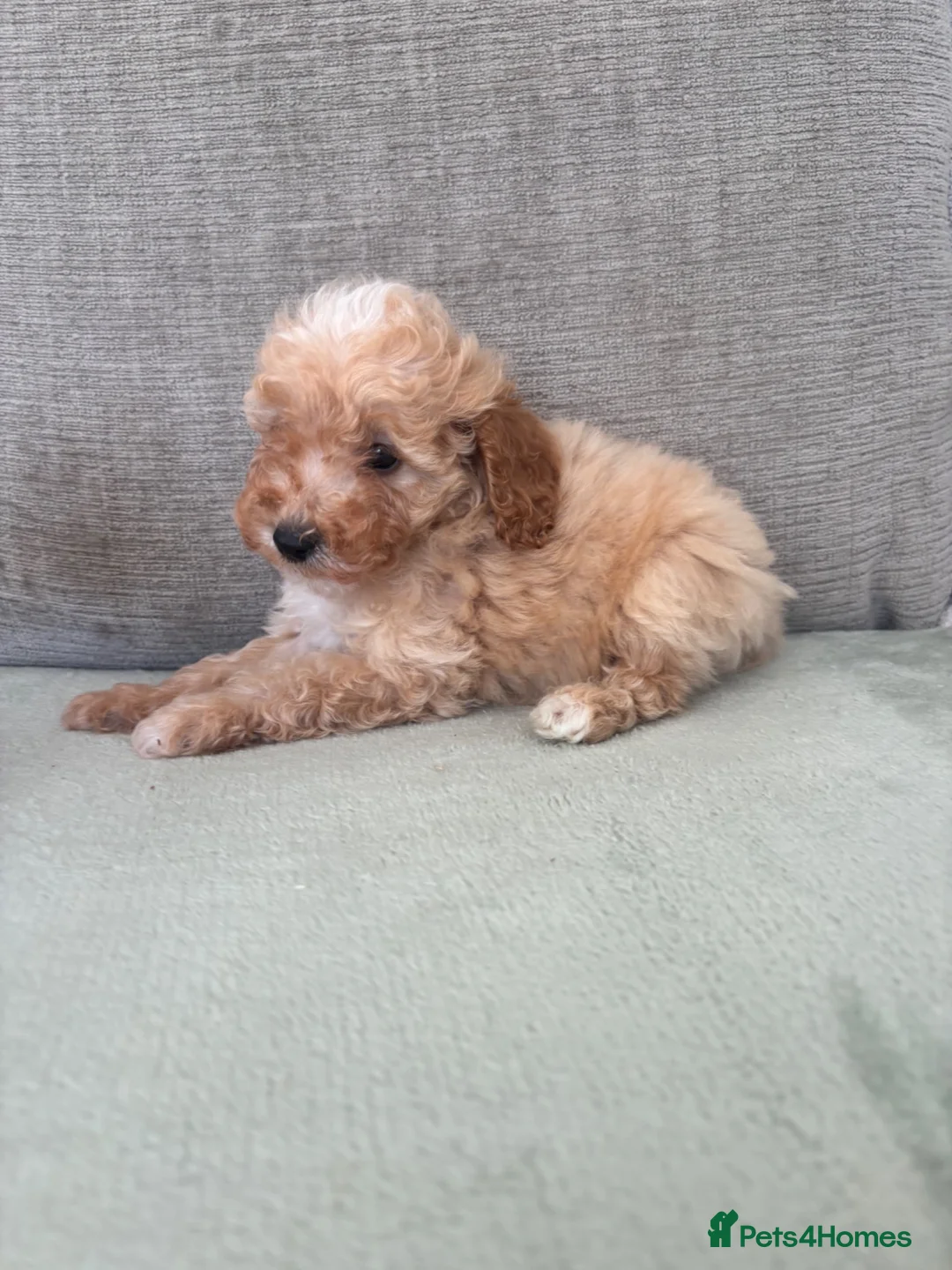 Cockapoo dogs for sale: F1b cockapoo puppy’s  - Advert 1