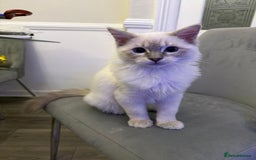 Ragdoll cats for sale: Male Ragdoll Kitten  - Image 3