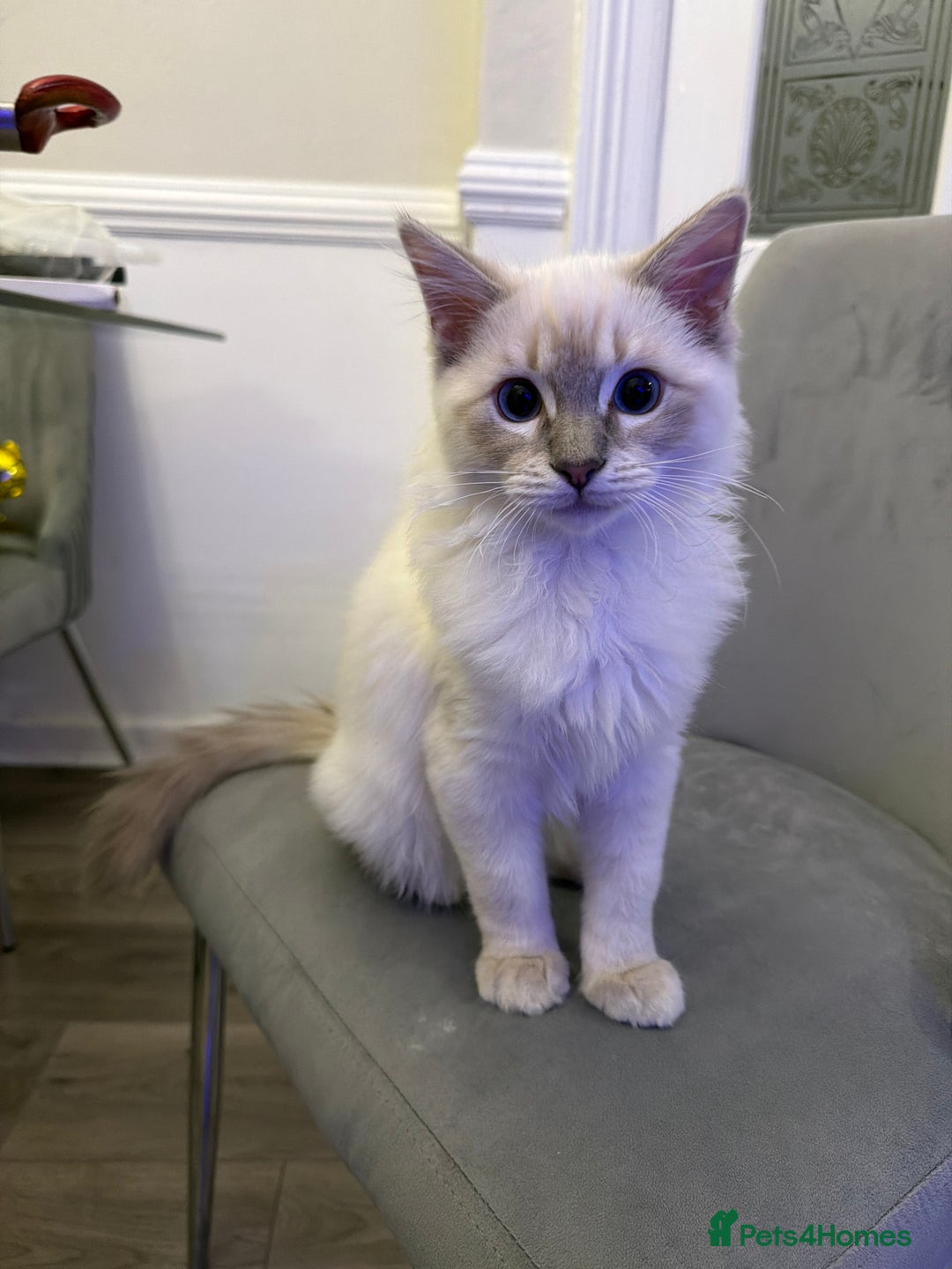 Ragdoll cats for sale: Male Ragdoll Kitten  - Image 3