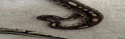 Python Snake reptiles for sale: Ball pythons various - Advert 11