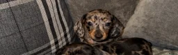 Miniature Dachshund dogs for sale: Last miniature dachshund female puppy - Advert 9