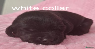 Labrador Retriever dogs - Advert 7