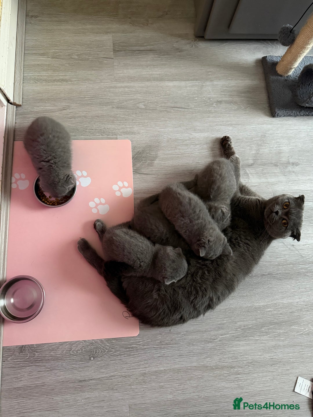 Scottish Fold cats for sale: 5 gorgeous kittens for sale - Advert 8