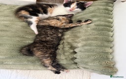 Oriental cats for sale: Beautiful Gentle Baby Girl - Image 8
