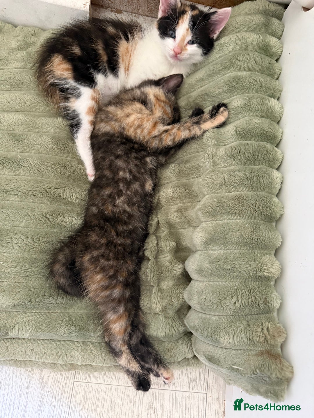 Oriental cats for sale: Beautiful Gentle Baby Girl - Image 8