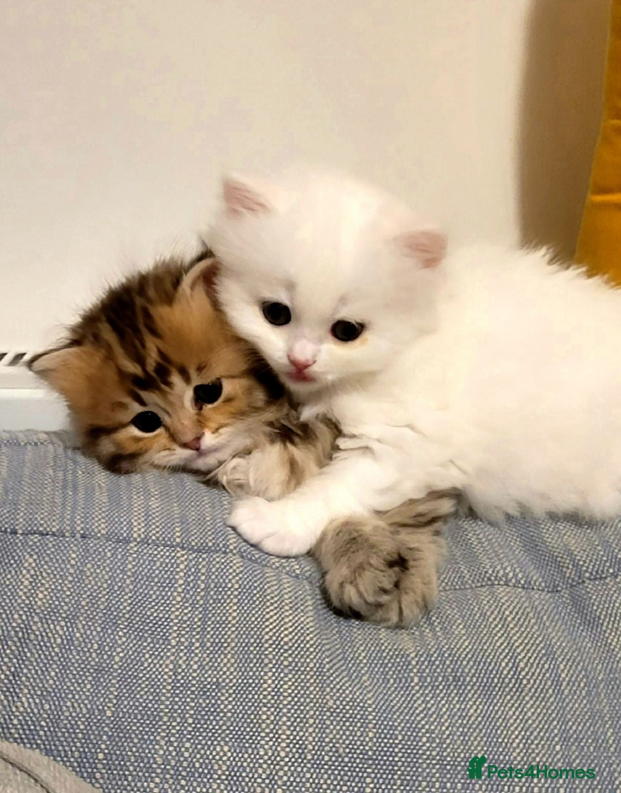 British Longhair cats British Longhair and Shorthair. Pure white.HEALTHY - Advert 19