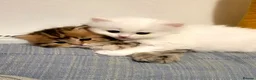 British Longhair cats for sale: British Shorthair.Pure white girl only left - Advert 7