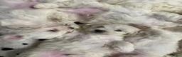 Bichon Frise dogs for sale: 🐾 Gorgeous Bichon Frise Puppies – Ready Soon - Advert 2